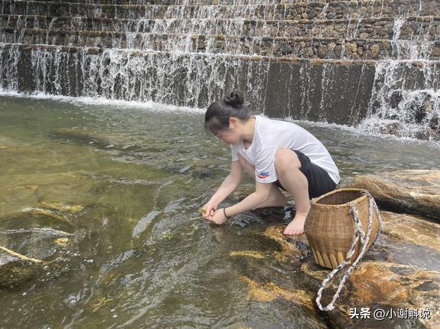 霍山石斛生长历程解读