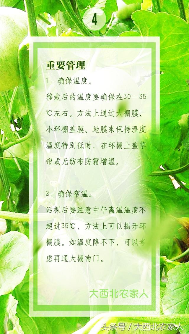 瓜农春季种植甜瓜香瓜定植移栽后，注意这些才能多产多收