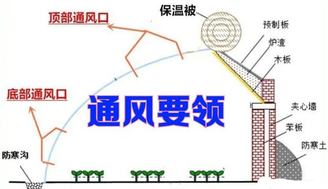 冬季大棚蔬菜，谨记通风时间不能早，一定做到见光后1小时开始