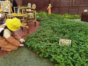 幼儿种植名(上海幼儿园孩子自种薄荷与辣椒，起名“龙卷风”“好热啊”)