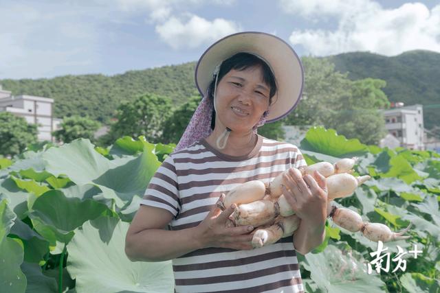 视频丨惠东西冲村：一块莲藕和一村人的幸福新生活