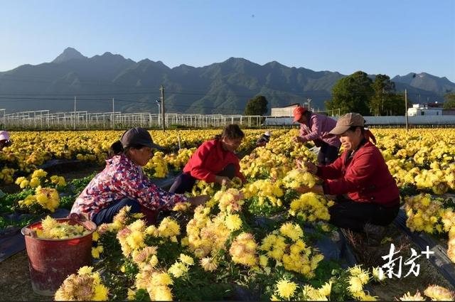 视频丨满城尽带黄金甲！韶关乳源百亩试验田种出“致富花”