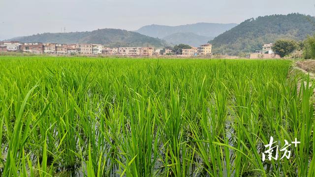 顺德伦教帮扶广宁横山又上新，300亩撂荒地变身茭白基地