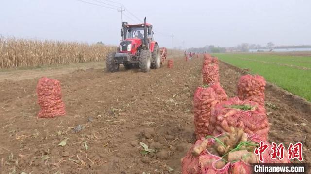 山西翼城千亩药材丰收 规模种植土地“生金”助乡村振兴