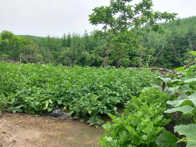 常见蔬菜在南北方分别几月份种植，生长周期以及收获时机