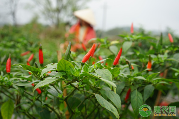 辣椒高产种植技术详解