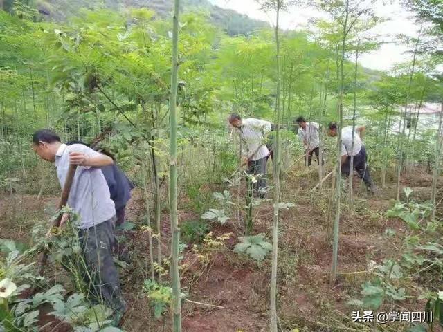 蓬安英子专合社辣木树的冬季管理开始啦！