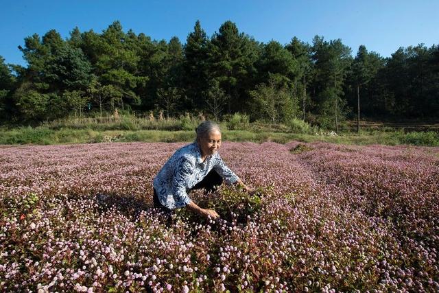 毕节黔西：粉色花海开出美丽经济