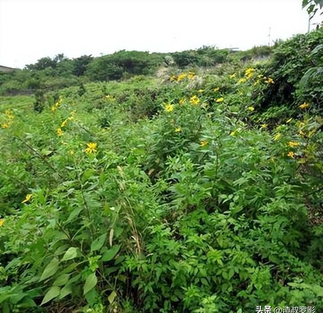 中国种植大规模，每年50亿元难抵外国泛滥