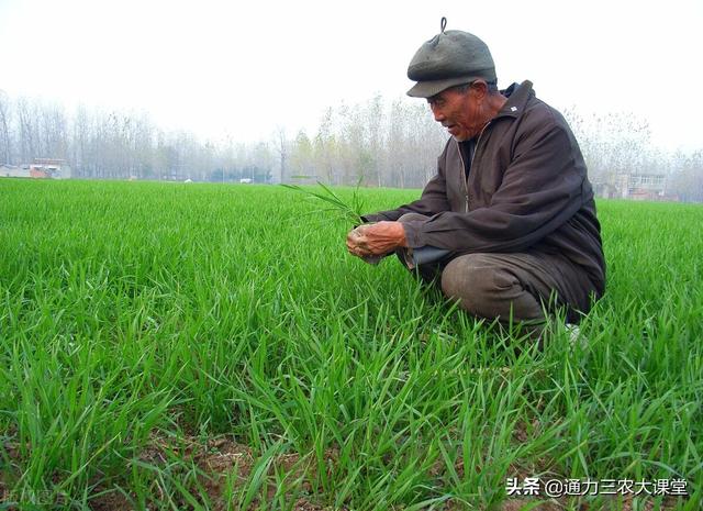 今年小麦播种前这样施肥，生根壮苗抗寒抗冻，来年开春返青早