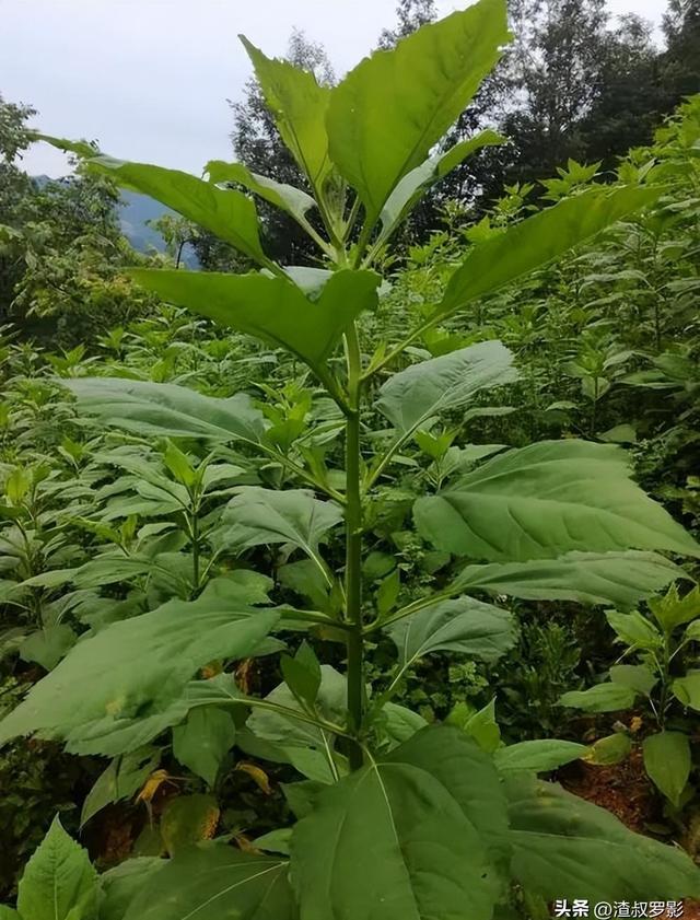 中国种植大规模，每年50亿元难抵外国泛滥