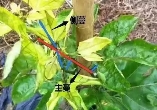 讲全了！百香果怎么种能高产？从选地到采收，贯穿整个种植过程