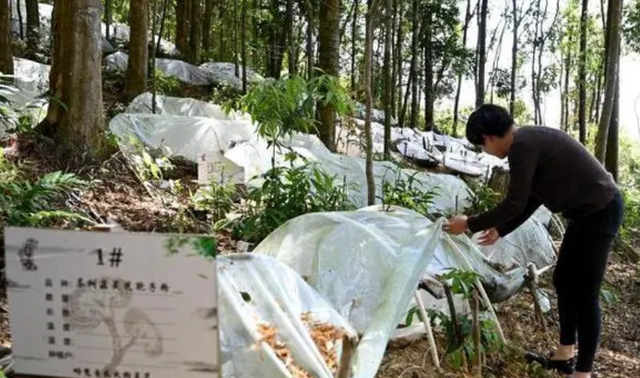 外乡女种林下灵芝，在深山制造怪声，一年卖出1200万