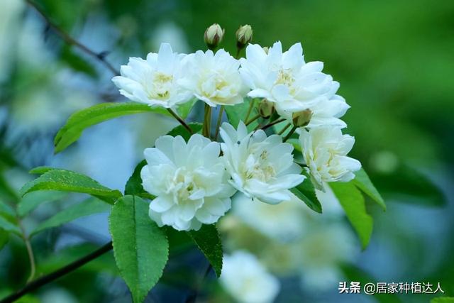 家有院子，要养棵“木香花”，一年长成一片，开花多，邻居都说美