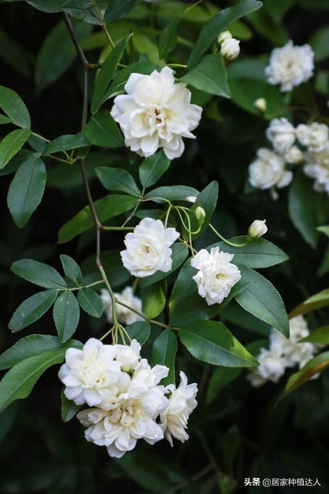 家有院子，要养棵“木香花”，一年长成一片，开花多，邻居都说美