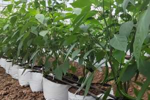 青椒怎样种植(低成本的无土栽培，辣椒如何用种植袋种植？方法简单又省工)