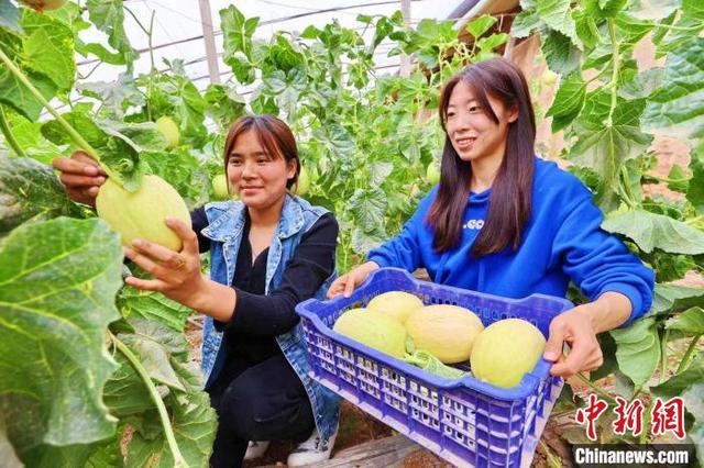 新疆阿克苏地区引进羊角蜜、车厘子等特色种植 助群众增收