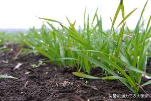 缺氧小麦种植(今年小麦播种前这样施肥，生根壮苗抗寒抗冻，来年开春返青早)