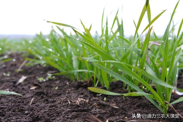 今年小麦播种前这样施肥，生根壮苗抗寒抗冻，来年开春返青早