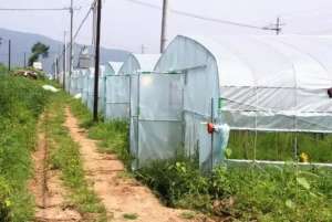 种植绿芦笋套种什么(大黑山村芦笋采收啦)