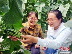 车厘子适合几月种植(新疆阿克苏地区引进羊角蜜、车厘子等特色种植 助群众增收)