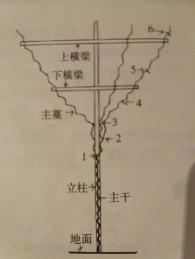 葡萄苗当年优质管理技术（完全版）