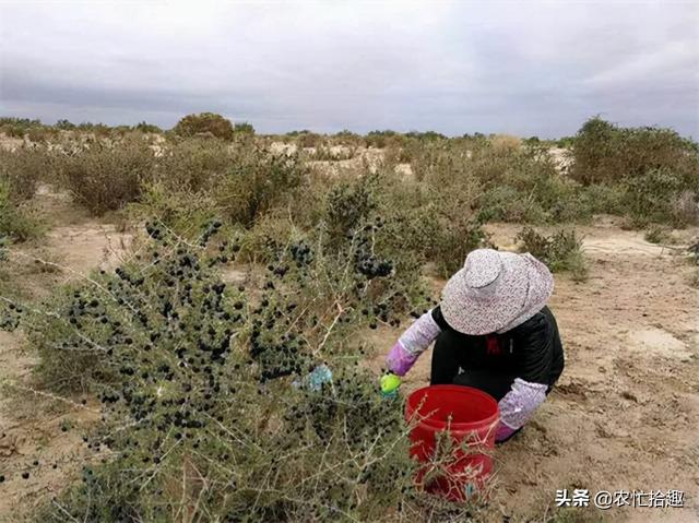 号称“花青素之王”，曾被炒到千元一斤，如今却沦为野生，没人摘