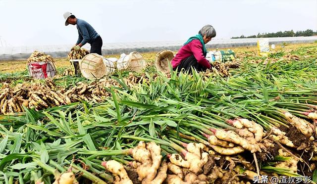 中国种植大规模，每年50亿元难抵外国泛滥