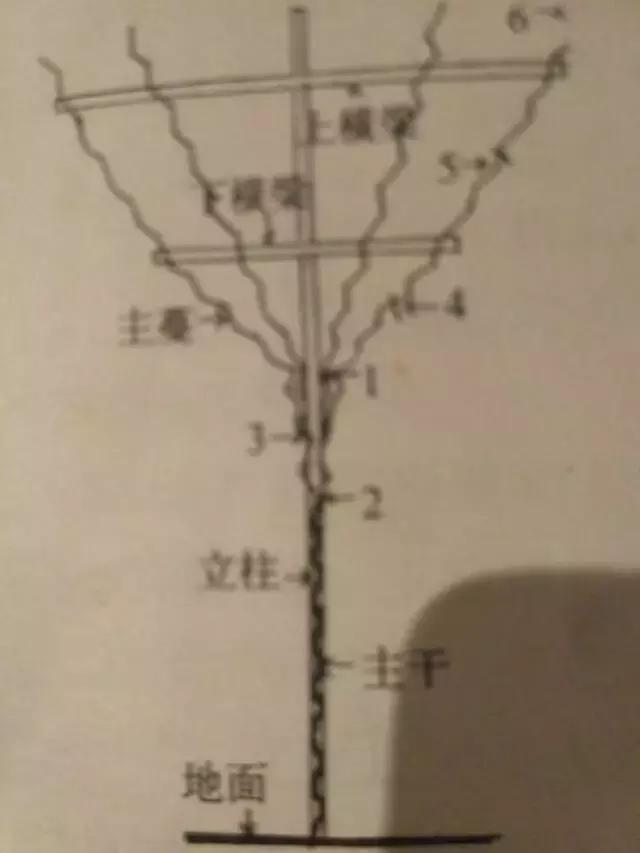 葡萄苗当年优质管理技术（完全版）