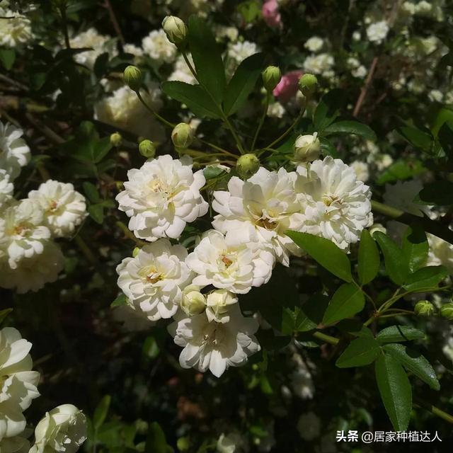 家有院子，要养棵“木香花”，一年长成一片，开花多，邻居都说美