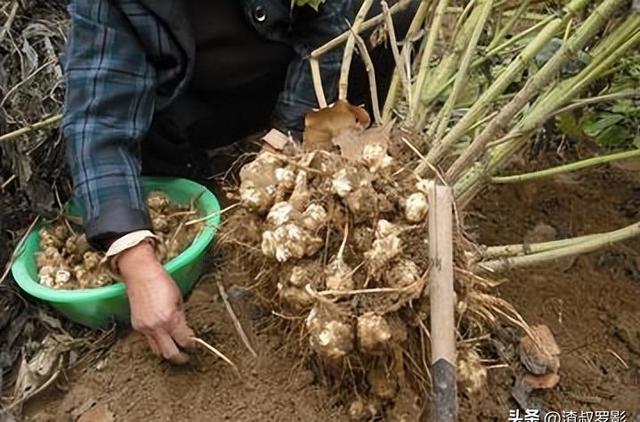 中国种植大规模，每年50亿元难抵外国泛滥