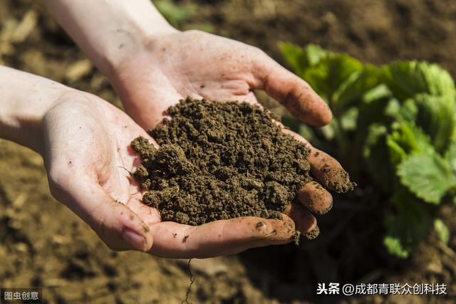 碱性土壤适合种什么作物？看看这几种果树，适应能力很强