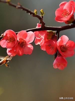 正月梅花香又香，可是你知道梅花怎样养护吗？一起来看看吧