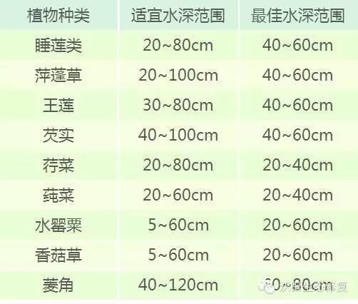 水生植物设计，收藏这一篇就够了