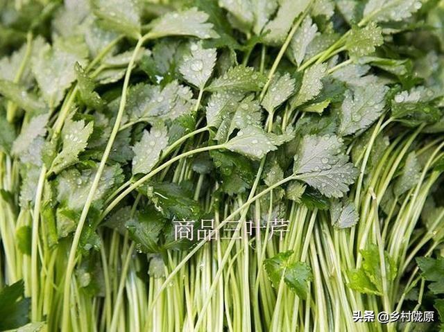 野生三叶芹怎样引种人工种植，种子如何处理？5分钟就能知晓