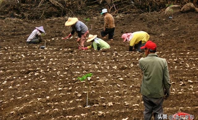 中国种植大规模，每年50亿元难抵外国泛滥