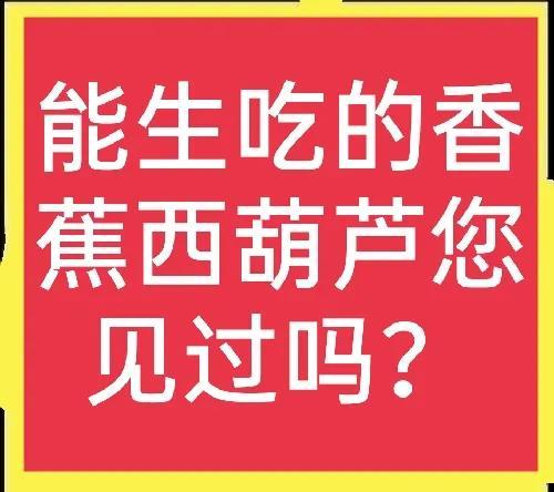 特色蔬菜大分享——香蕉西葫芦，既漂亮还能生吃，亩产过万元