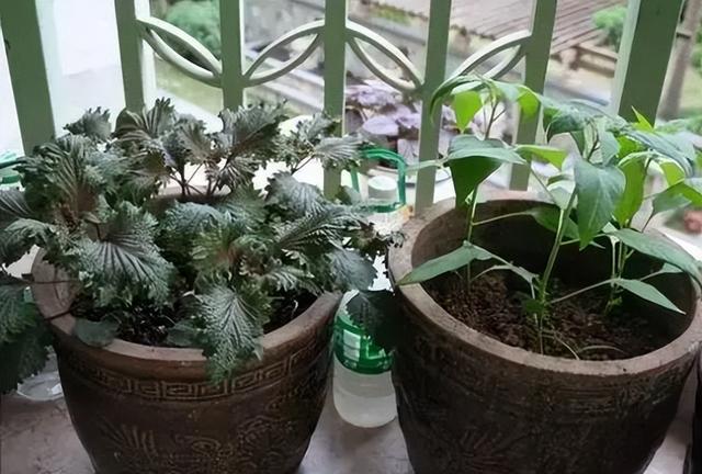 进入4月份，5类蔬菜都可以种植了，想种菜的朋友看看吧