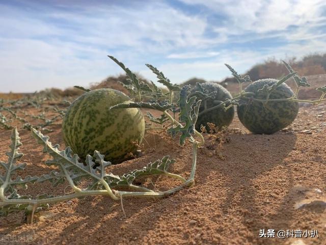 硒砂瓜的劫难：年盈利20亿，如今人瓜两败俱伤，荒漠种植有何隐忧