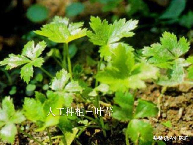 野生三叶芹怎样引种人工种植，种子如何处理？5分钟就能知晓