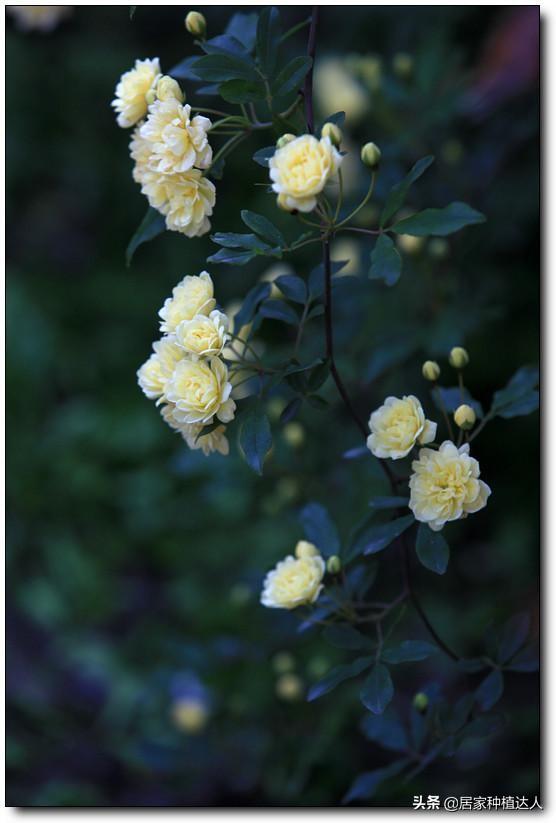 家有院子，要养棵“木香花”，一年长成一片，开花多，邻居都说美