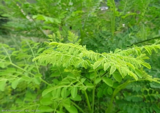 素食黄金--辣木，植物非试管高效快繁技术快繁辣木