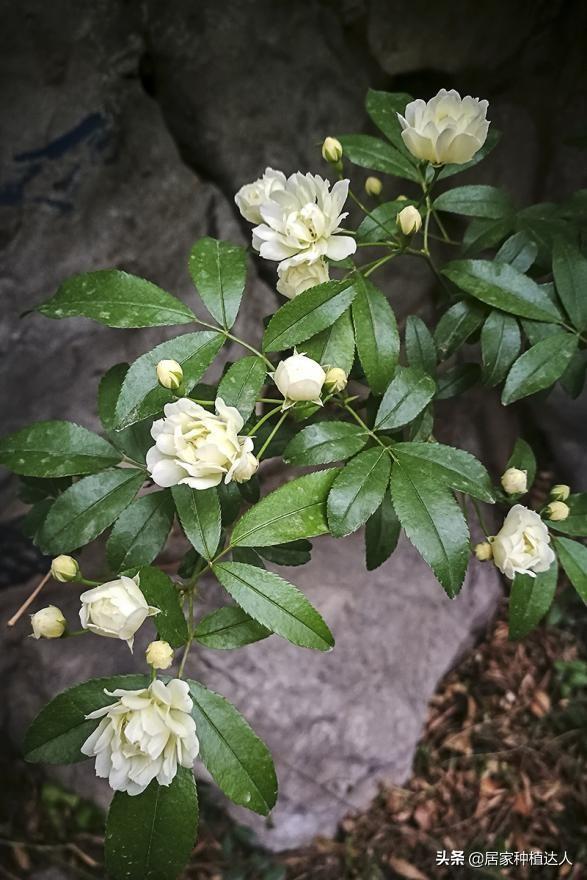 家有院子，要养棵“木香花”，一年长成一片，开花多，邻居都说美