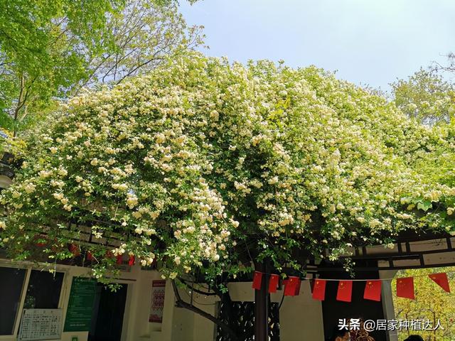 家有院子，要养棵“木香花”，一年长成一片，开花多，邻居都说美