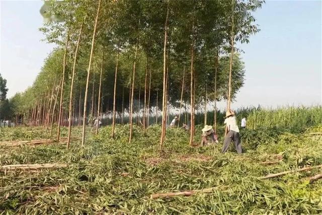 桉树被称为“断子绝孙”树，部分地区已禁种，为何广西还大量种植