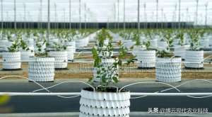 种植项目实施方案(基质栽培蓝莓丰产可实施方案)