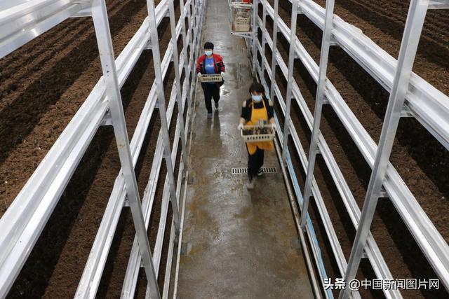 河北滦平：黑皮鸡枞菌工厂化生产引种成功