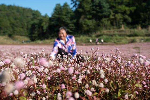 毕节黔西：粉色花海开出美丽经济