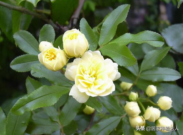 家有院子，要养棵“木香花”，一年长成一片，开花多，邻居都说美