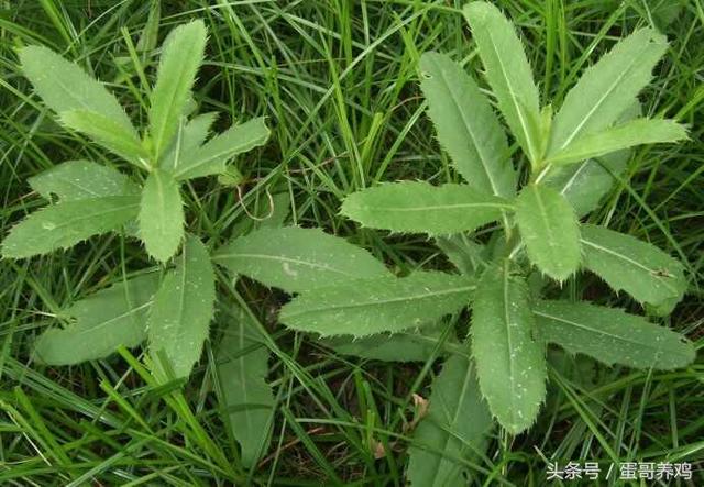 养鸡秘诀：田间地头不起眼的萋萋芽，用来喂鸡作用这么大！